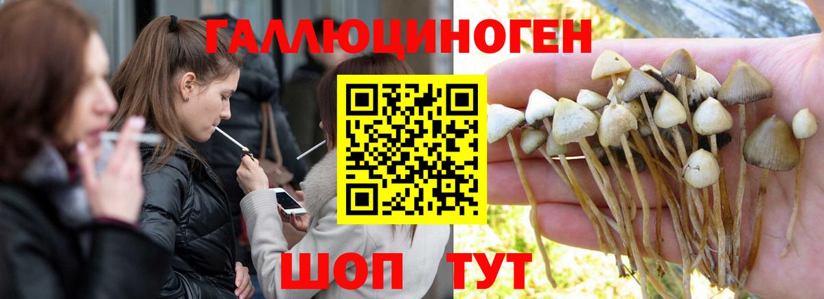 Галлюциногенные грибы Cubensis Новодвинск
